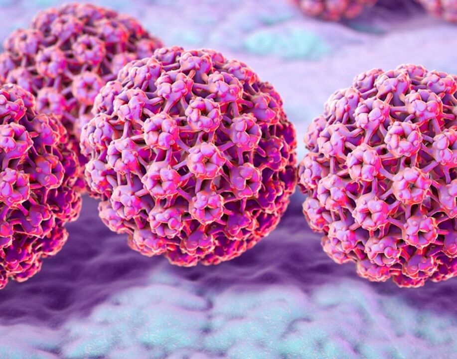 A HPV szerkezete